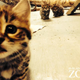 Illustration for article titled ZOMG UPDATE ON BABY BLACK-FOOTED DRAGON CATS
